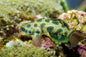 Dragonet - Spotted Mandarin (Synchiropus picturatus)