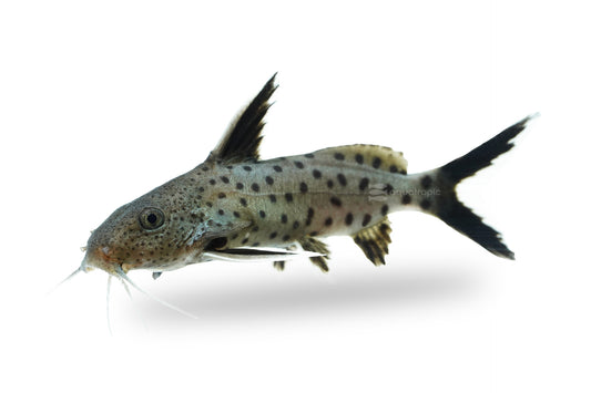 Catfish - Synodontis Petricola 2.5cm