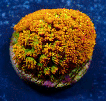 Flower Pot Corals (Goniopora, Alveopora, Bernardpora sp.)