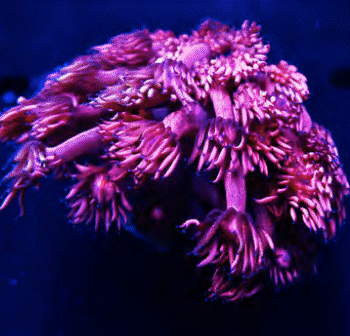 Flower Pot Corals (Goniopora, Alveopora, Bernardpora sp.)