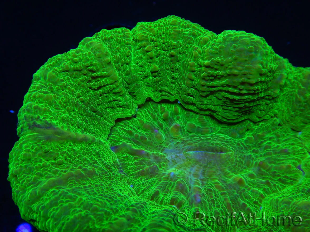 Doughnut Corals (Scolymia sp.)