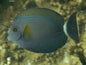 Tang WA Ring-tail (Acanthurus Grammoptilus)