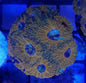 Acans (Acanthastrea sp.)