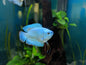 Gourami Dwarf Male - Various