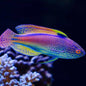 Wrasse - Purple Lined Fairy (Cirrhilabrus lineatus)