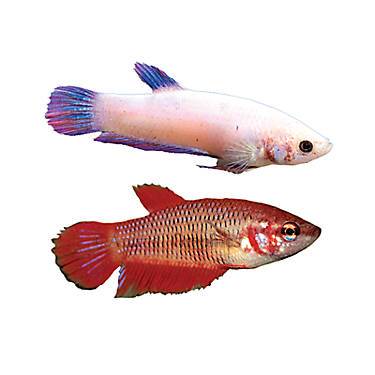 Pictures of female store bettas