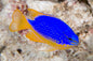 Damselfish - Fijian (Chrysiptera taupou)