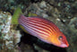 Wrasse - Eight Lined (Pseudocheilinus octotaenia)