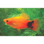 Platy Glowlight Sunset Mickey Mouse