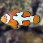 Clownfish - Picasso (Amphiprion percula) PAIR *Captive Bred*