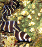 Moray Eel - Banded