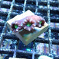 Aquacultured Coral Frags