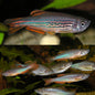 Danio - Zebra (Danio rerio) - Various