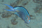 Angelfish Watanabei - *Reef Safe* (Genicanthus sp)- Various