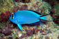 Angelfish Watanabei - *Reef Safe* (Genicanthus sp)- Various