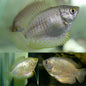 Gourami Dwarf Female - Various