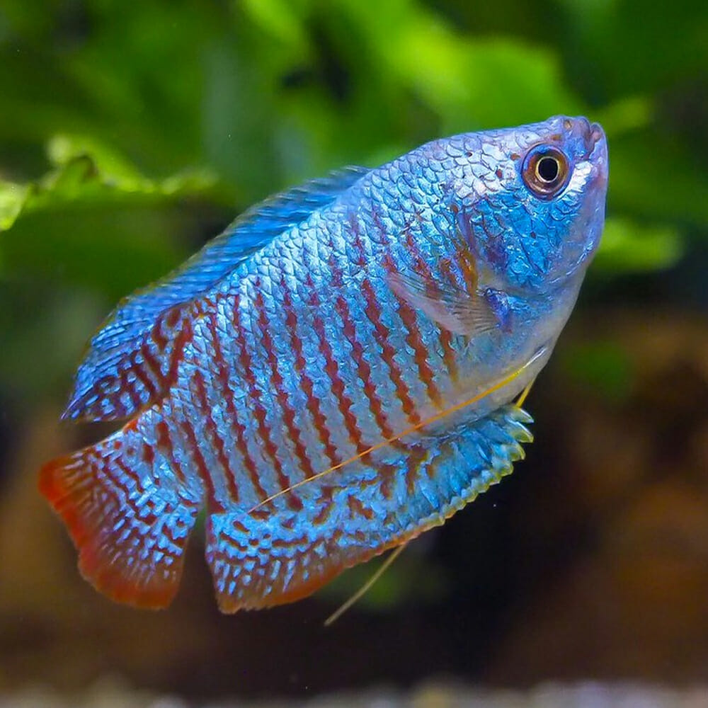 Gourami aquarium sale