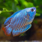 Gourami Dwarf Male - Various