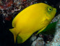 Angelfish Herald's (Centropyge Heraldi)