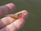 Shrimp Peppermint - Lysmata Wurdemanni (Saltwater species)