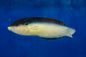 Wrasse - New Guinea (Anampses neoguinaicus)