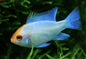 Ram - Gold Head Neon Blue - Various (Mikrogeophagus ramirezi)