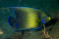 Angelfish Blue Koran- Various