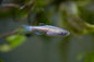 Danio - Leopard (Danio rerio) - Various