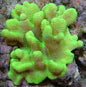 Leather Corals (Lobophytum, Sarcophyton sp.)