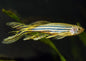 Danio - Zebra (Danio rerio) - Various