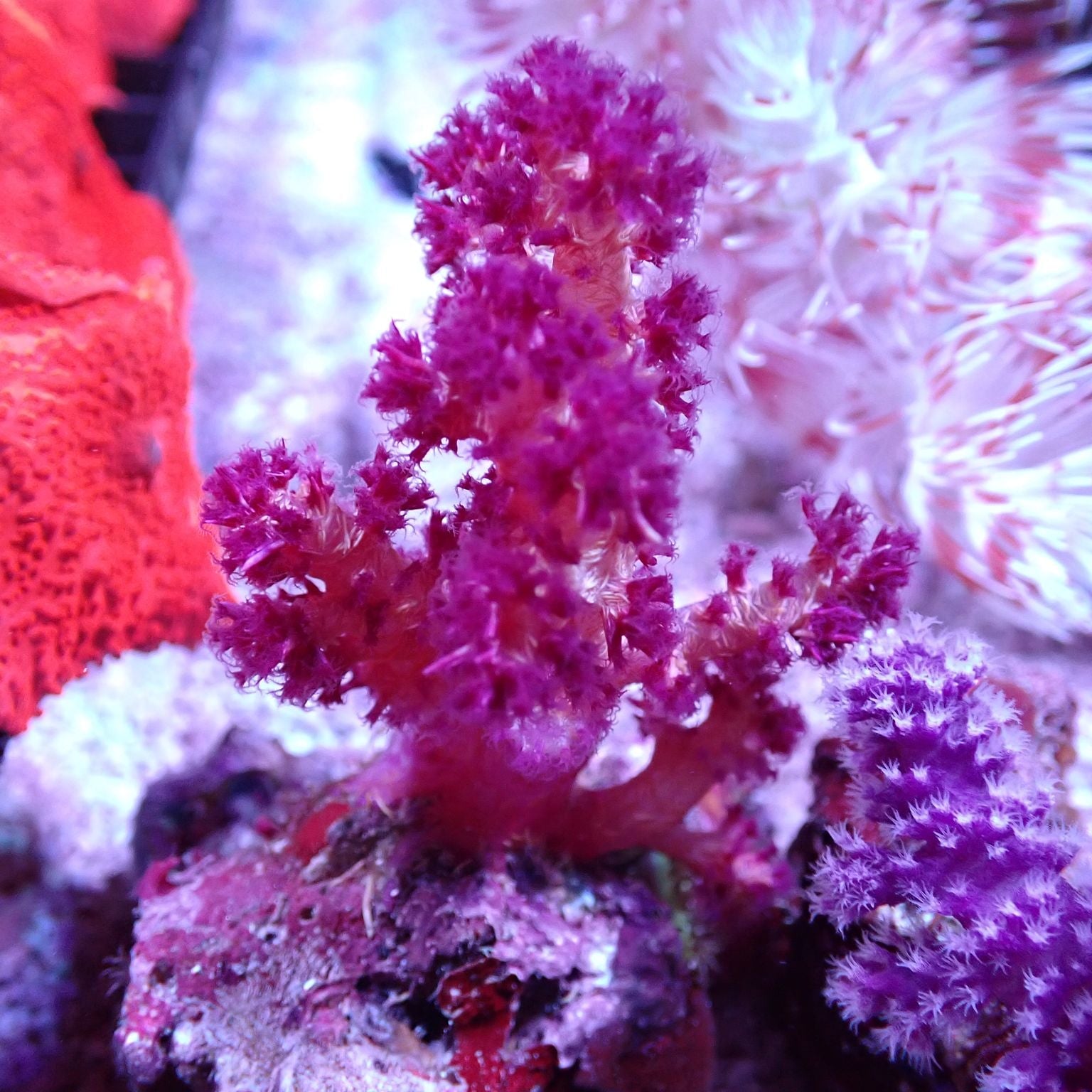 Carnation Coral (Dendronephthya/Nepthea Sp.) – Aquarium Gallery