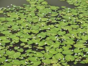 Snowflake Lily (Nymphoides indica)