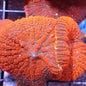 Mushroom Coral Morphs (Discosoma/Rhodactis/Ricordea sp.)