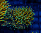 Torch Corals (Euphyllia sp.)