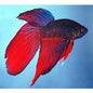 Betta Veiltail Male