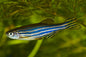 Danio - Zebra (Danio rerio) - Various