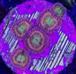 Sustainable Reefs Coral Frags