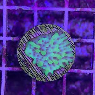 Sustainable Reefs Coral Frags