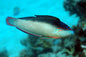 Wrasse - New Guinea (Anampses neoguinaicus)