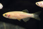 Danio - Zebra (Danio rerio) - Various