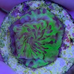 Sustainable Reefs Coral Frags