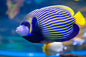 Angelfish Emperor - Various