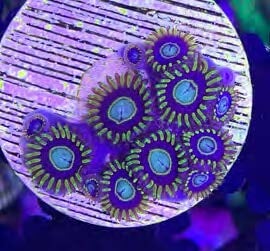 Sustainable Reefs Coral Frags