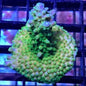 Sustainable Reefs Coral Frags