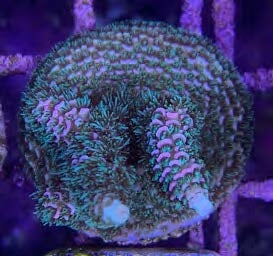 Sustainable Reefs Coral Frags