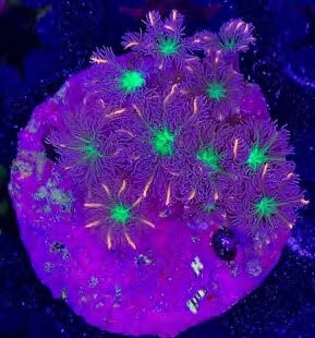 Sustainable Reefs Coral Frags