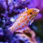 Wrasse - Red Leopard "Rare" (Macropharyngodon choati)