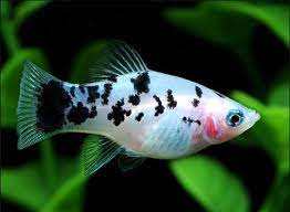 Platy Dalmation