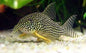 Corydora - Sterbai (Corydoras sterbai)