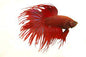 Betta Crowntail Male - Assorted